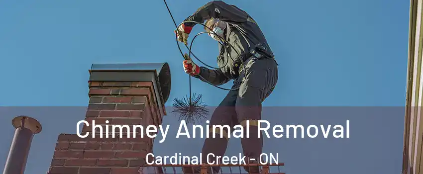 Chimney Animal Removal Cardinal Creek - ON