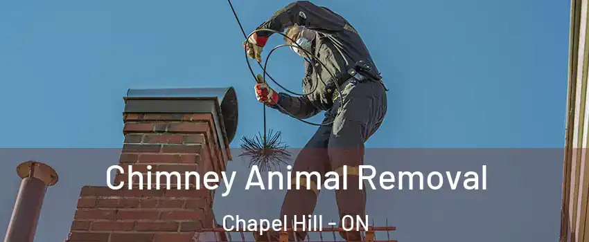  Chimney Animal Removal Chapel Hill - ON