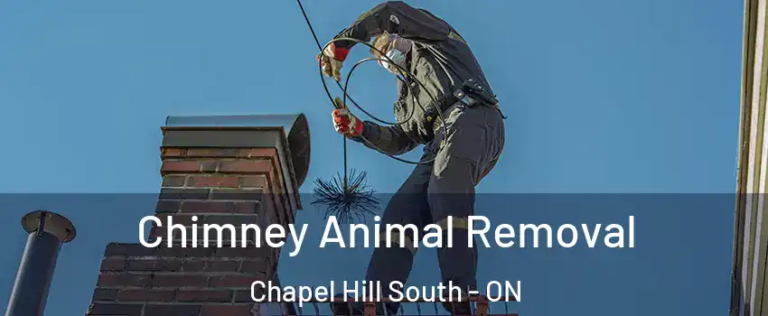 Chimney Animal Removal Chapel Hill South - ON