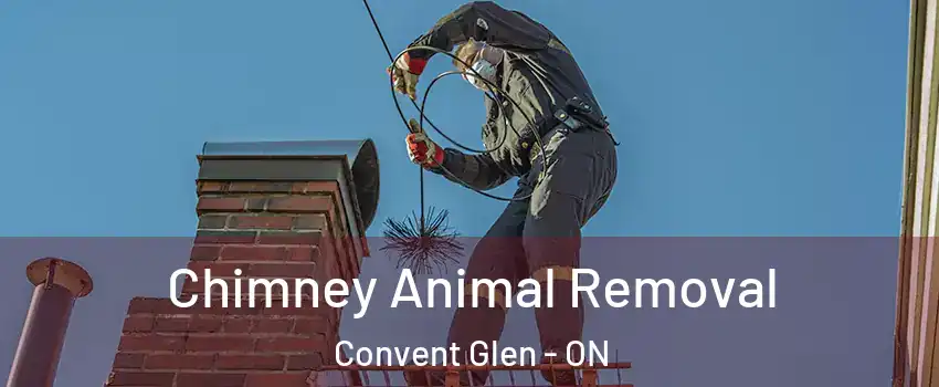 Chimney Animal Removal Convent Glen - ON