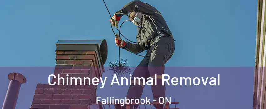  Chimney Animal Removal Fallingbrook - ON