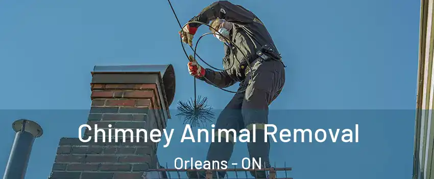  Chimney Animal Removal Orleans - ON