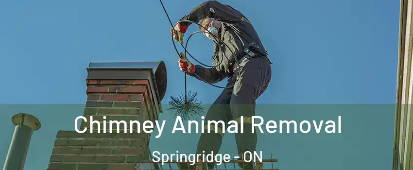  Chimney Animal Removal Springridge - ON