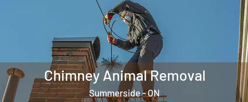  Chimney Animal Removal Summerside - ON